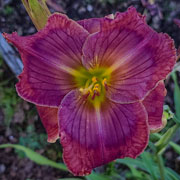 Water Magician Daylily